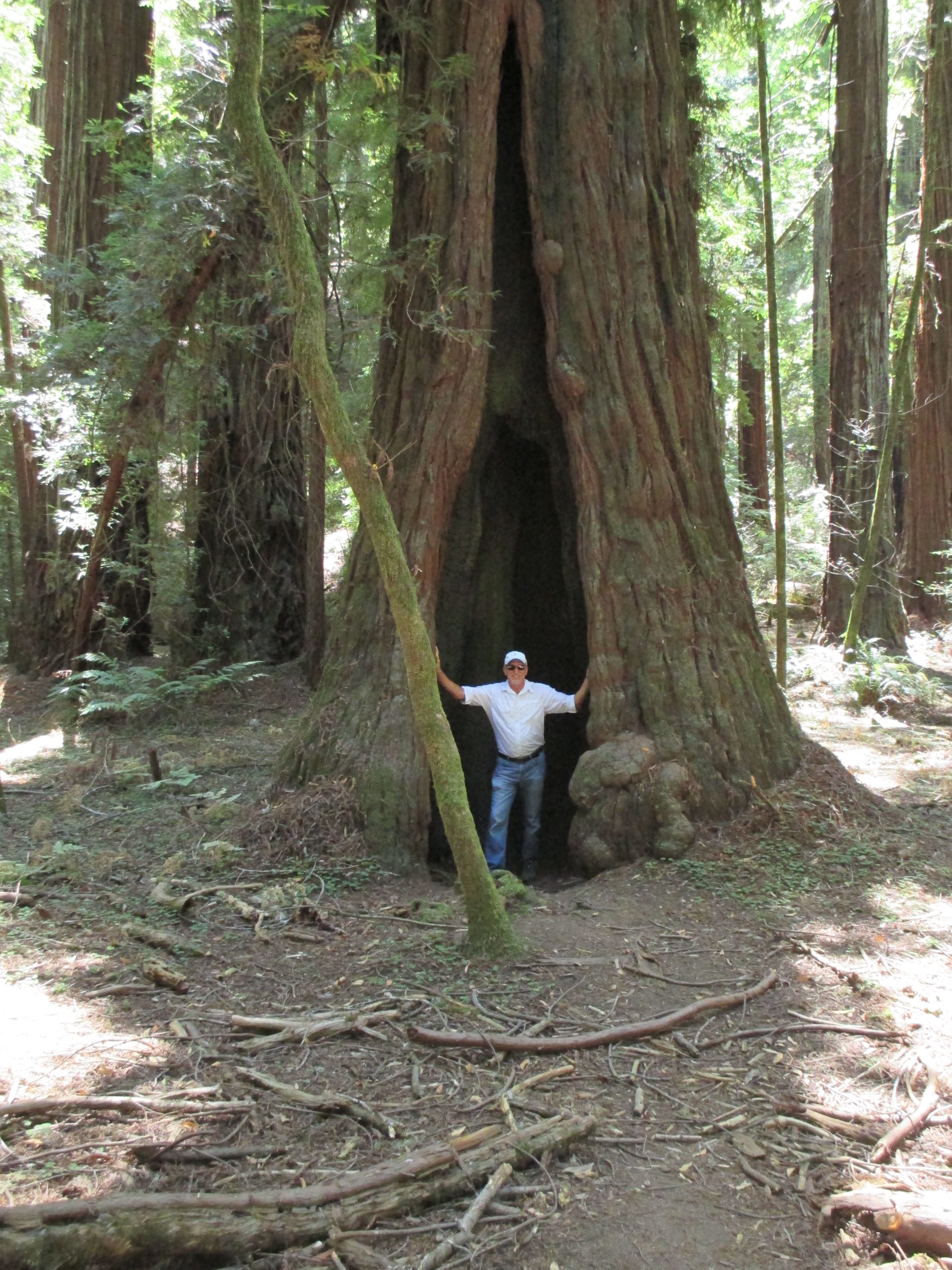 Armstrong Redwood State Park | The Romantic Vineyard